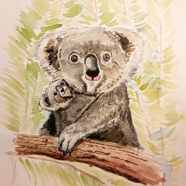 Коала сидит рисунок акварелью