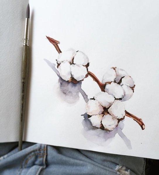 Хлопчатник Ботаническая иллюстрация