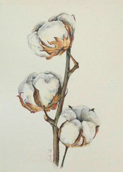 Цветок хлопка акварель