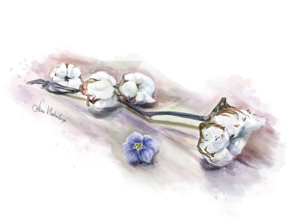 Цветок хлопка акварель