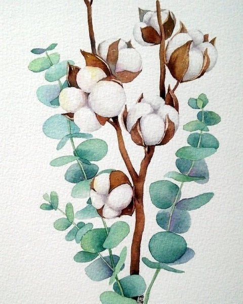 Ветка хлопка акварелью