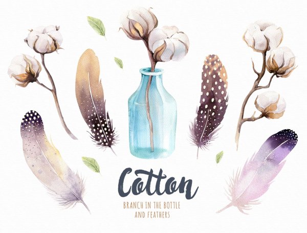 Хлопчатник Ботанический рисунок