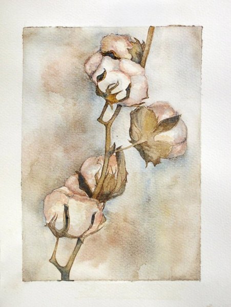 Хлопчатник Ботаническая иллюстрация