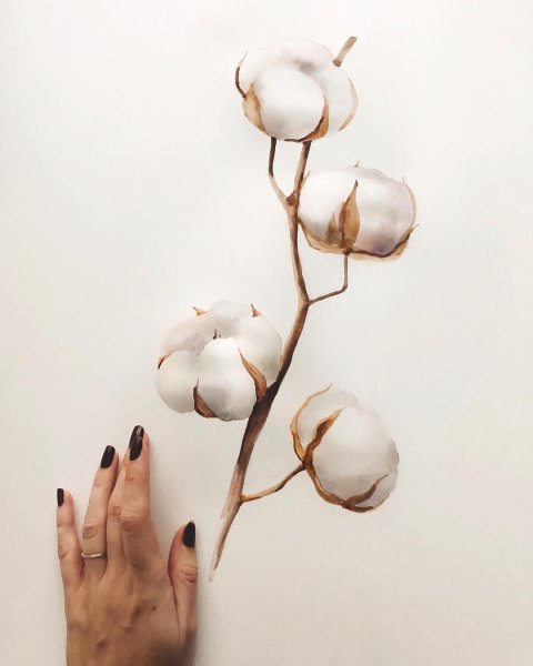 Хлопок иллюстрация