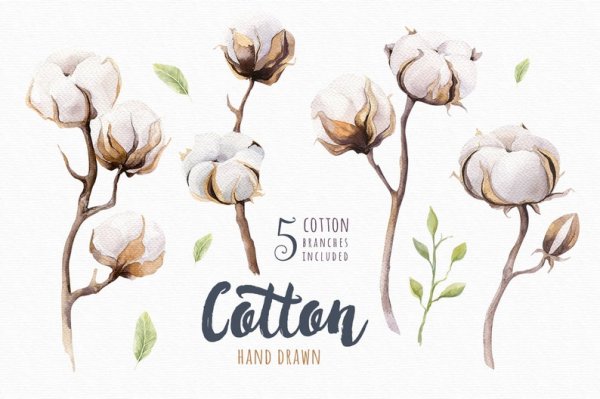 Хлопчатник Ботаническая иллюстрация
