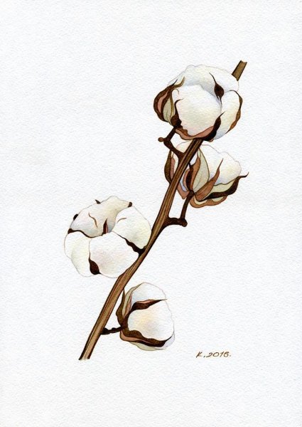 Хлопок акварель