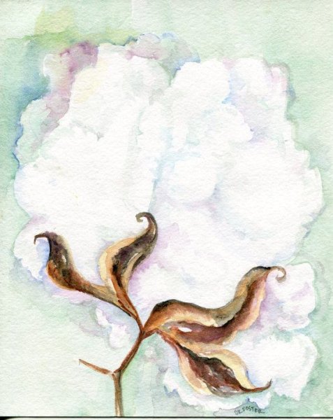 Ветка хлопка на белом фоне