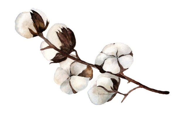 Хлопчатник Ботаническая иллюстрация