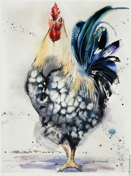 Петух акварелью