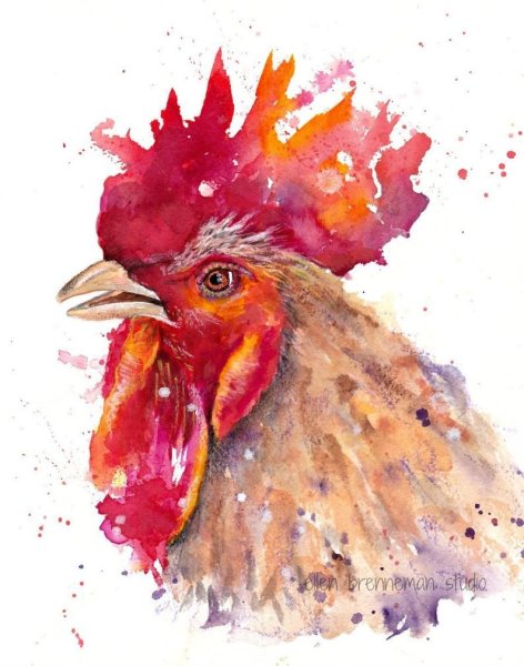 Петух акварелью