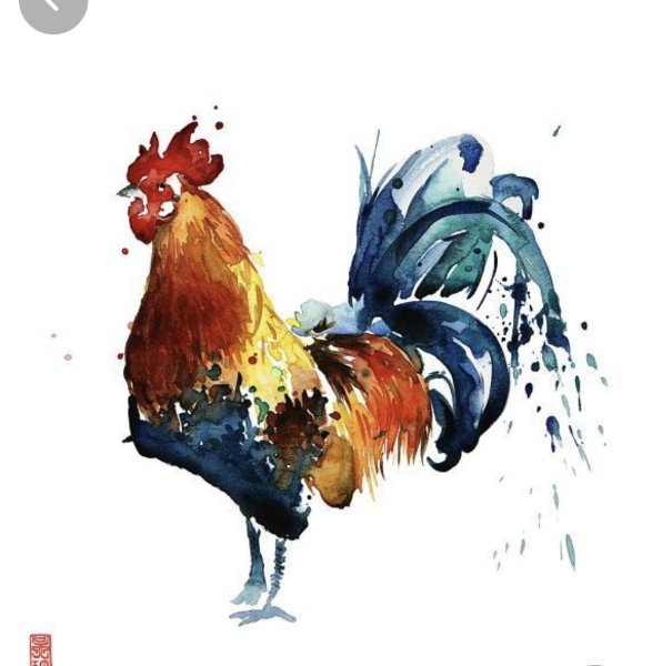 Петух иллюстрация акварель