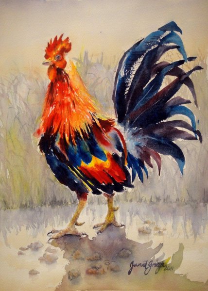 Петух акварелью