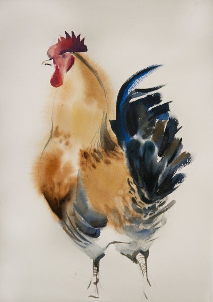 Петух акварелью