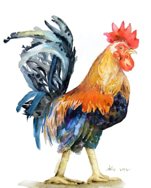 Петух акварелью по мокрому