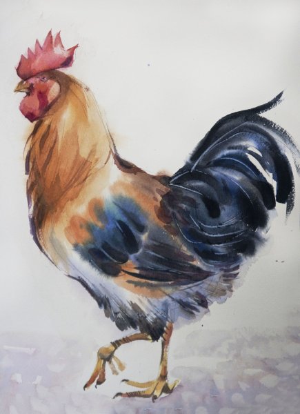 Петух живопись акварелом