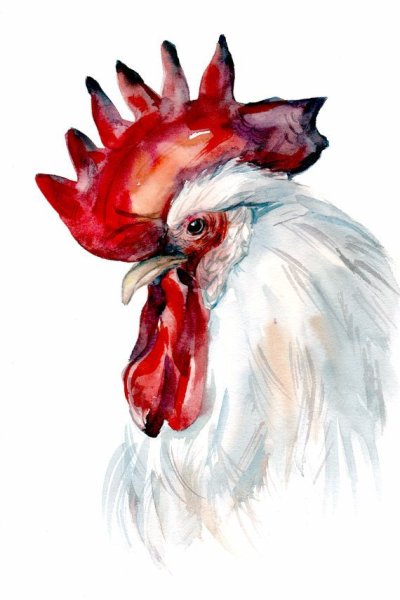 Марсия Болдуин петух