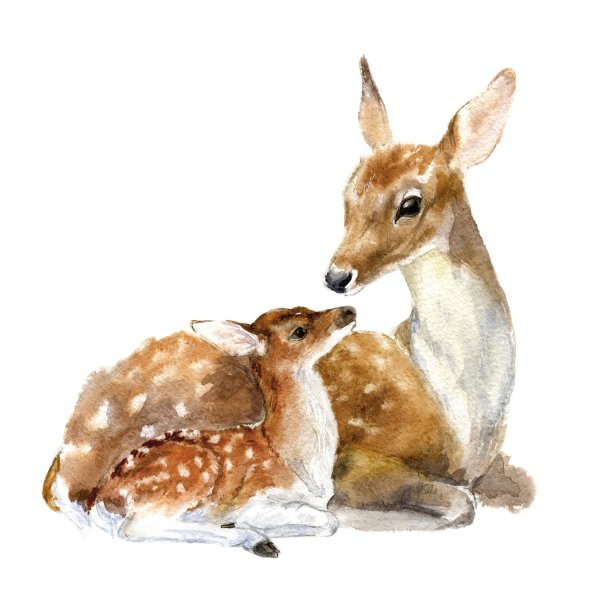 Олениха с олененком акварель