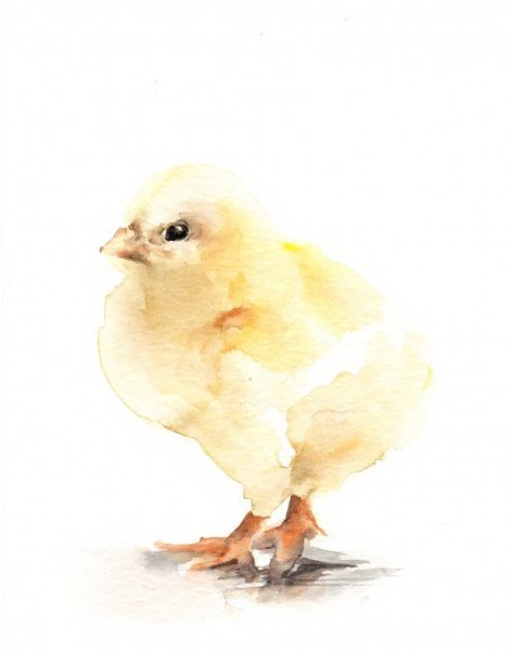 Цыпленок акварелью