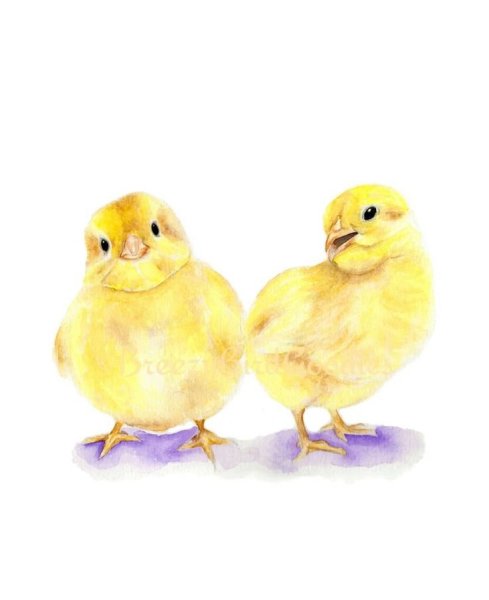 Цыпленок красками