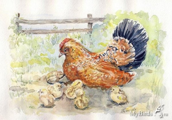 Пасхальный цыпленок акварель