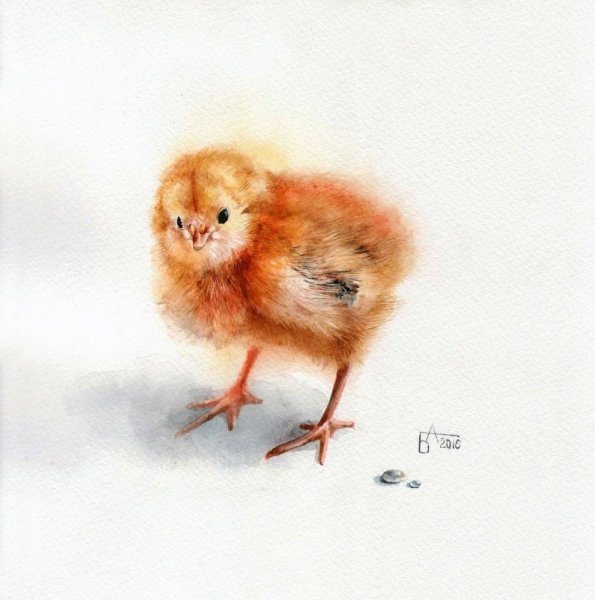 Цыпленок и курица акварель