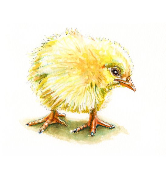 Нарисованный цыпленок милый