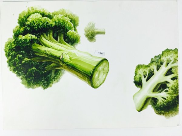 Брокколи скетчинг