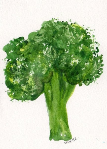 Брокколи акварелью