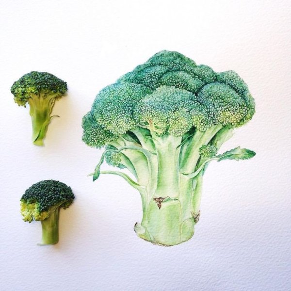 Брокколи акварелью
