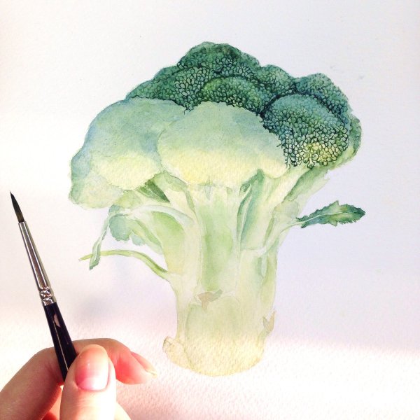 Брокколи скетчинг