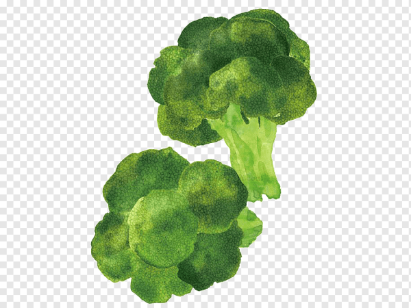 Брокколи рисунок