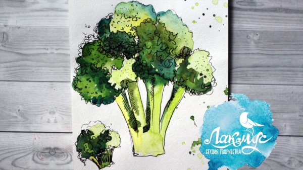 Брокколи акварелью