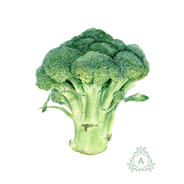 Брокколи скетчинг