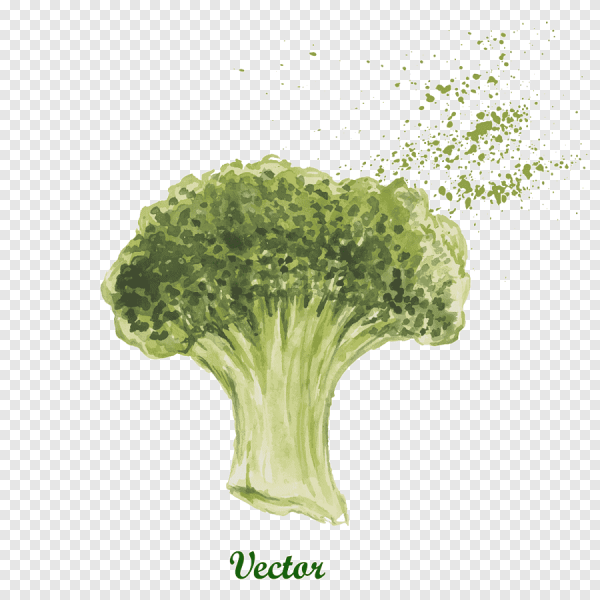 Брокколи акварелью