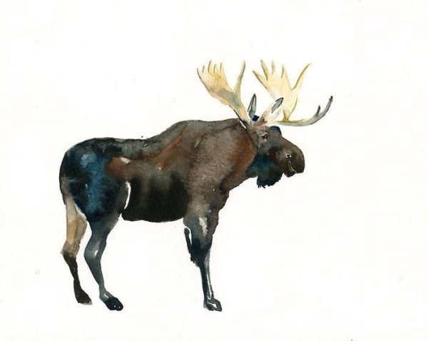 Лосенок Акварельная иллюстрация