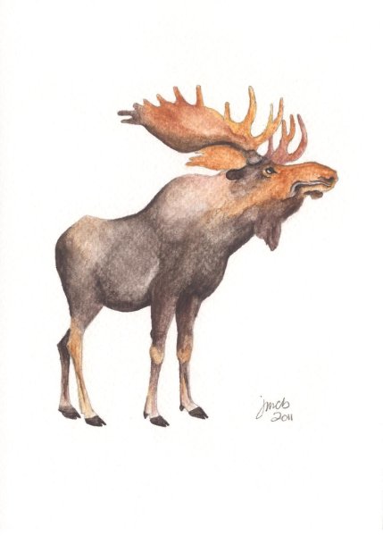 Лось иллюстрация