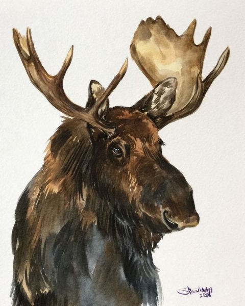 Лосенок Акварельная иллюстрация