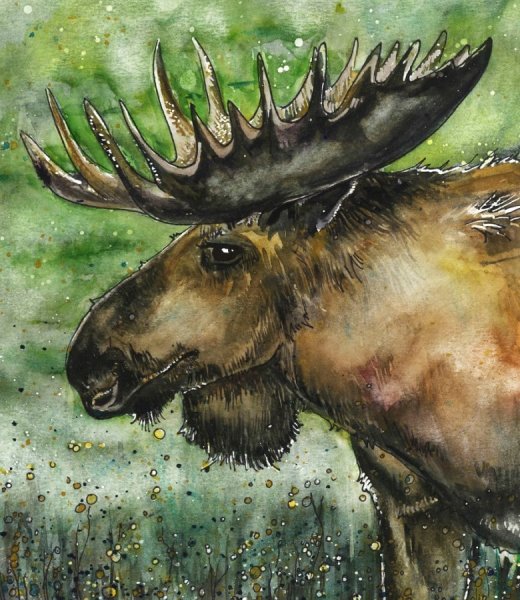 Лось красками