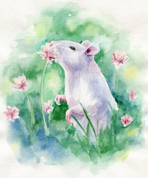 Крыса акварелью