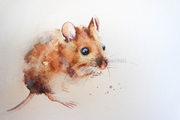 Крыса акварелью