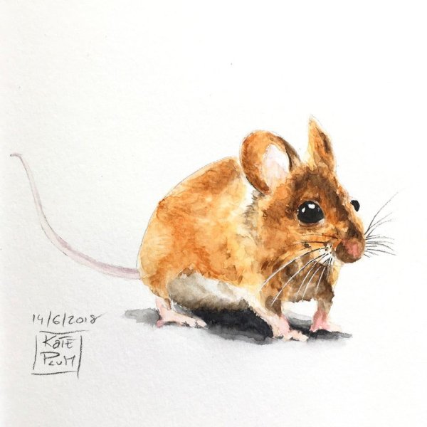 Мышь акварелью
