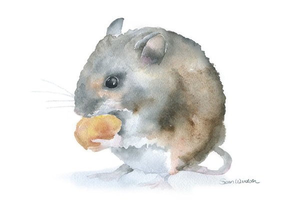 Мышка акварель