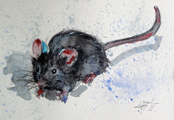 Крыса пастелью