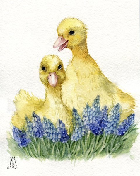 Утка с утятами акварель