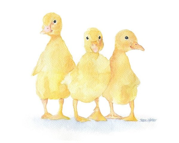 Утята рисунки Акварельные