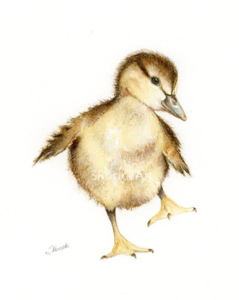 Утята акварелью