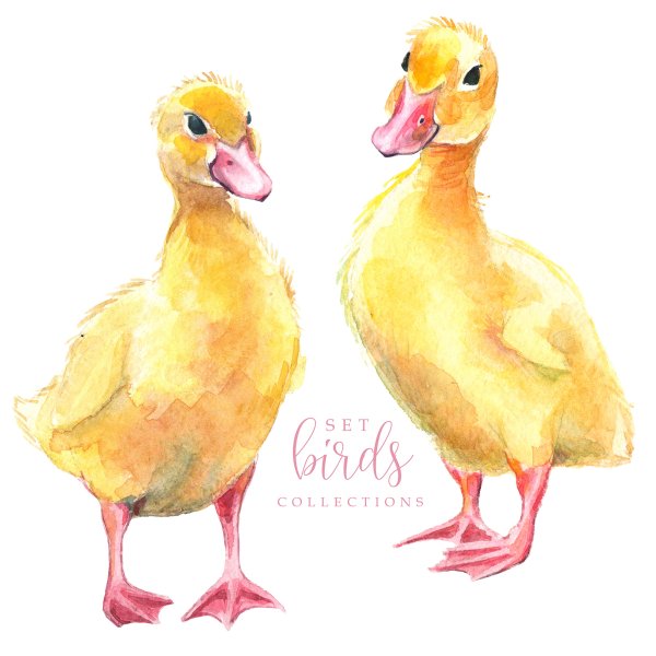 Утка акварель для детей на прозрачном