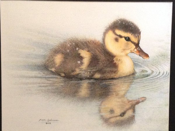 Утка цветными карандашами