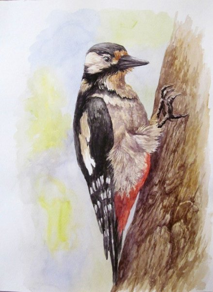 Дятел акварелью