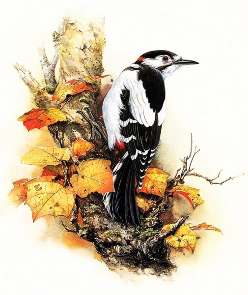Дятел иллюстрация